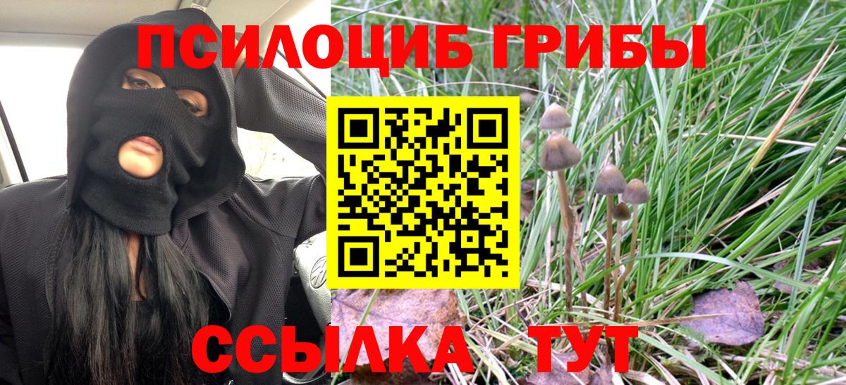 Губаха  купить закладку  Вход с VPN  Псилоцибиновые грибы Cubensis 